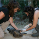 Leite Pitman (right) and her research assistant putting trackers on Oso to send him off into the wild.
